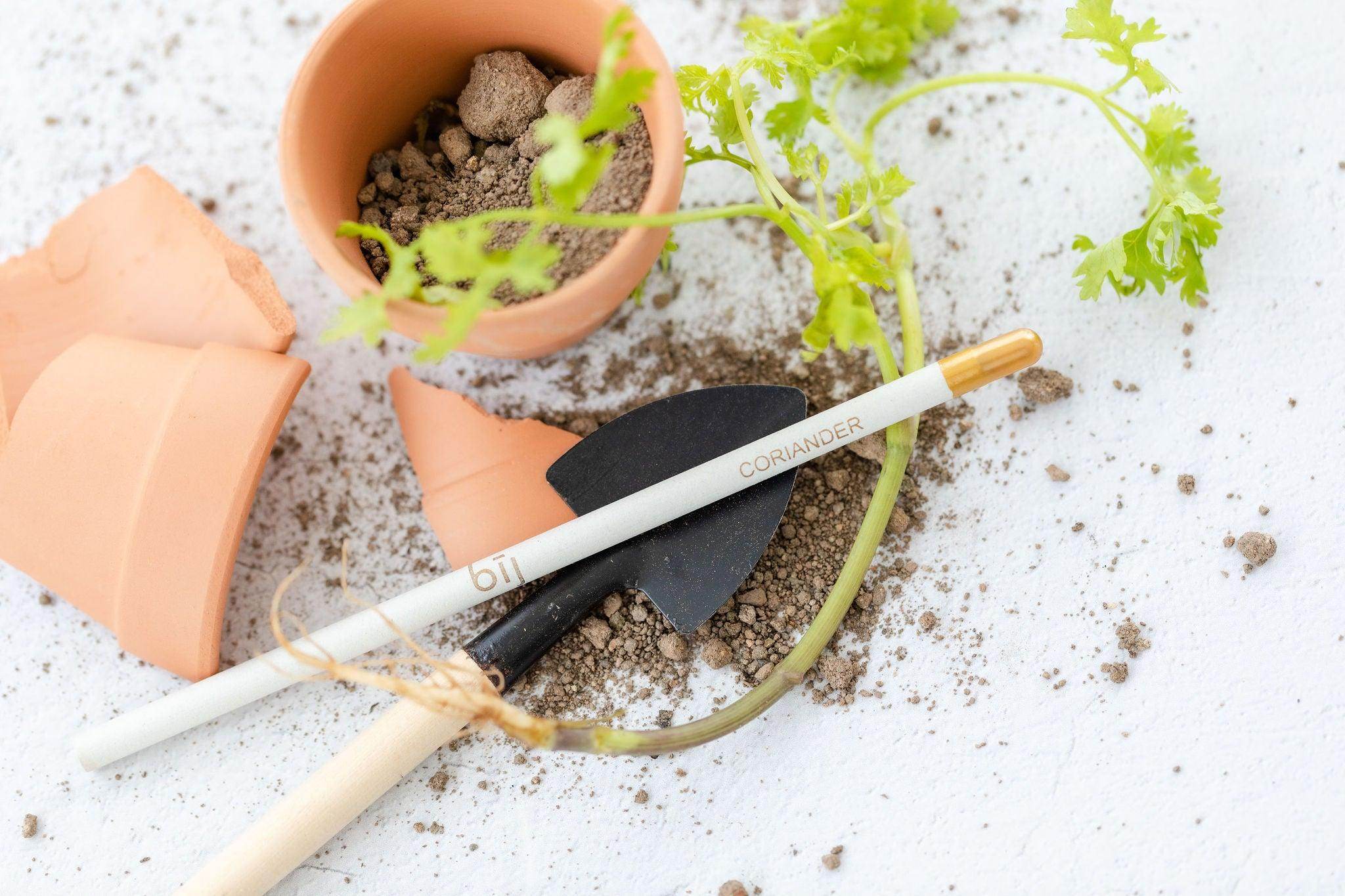 BĪJ Pencil - Coriander - LEFT-HANDESIGN®