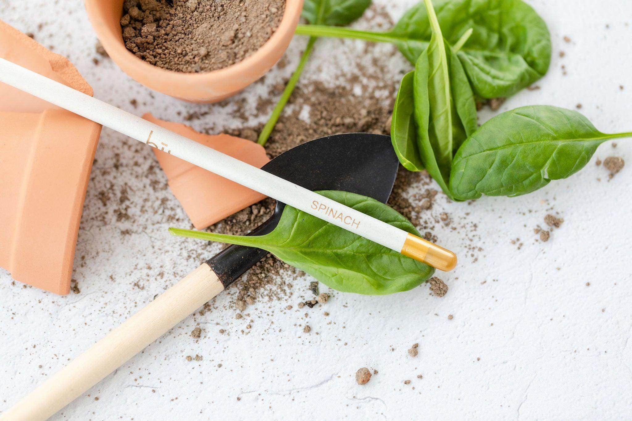 BĪJ Pencil - Spinach - LEFT-HANDESIGN®