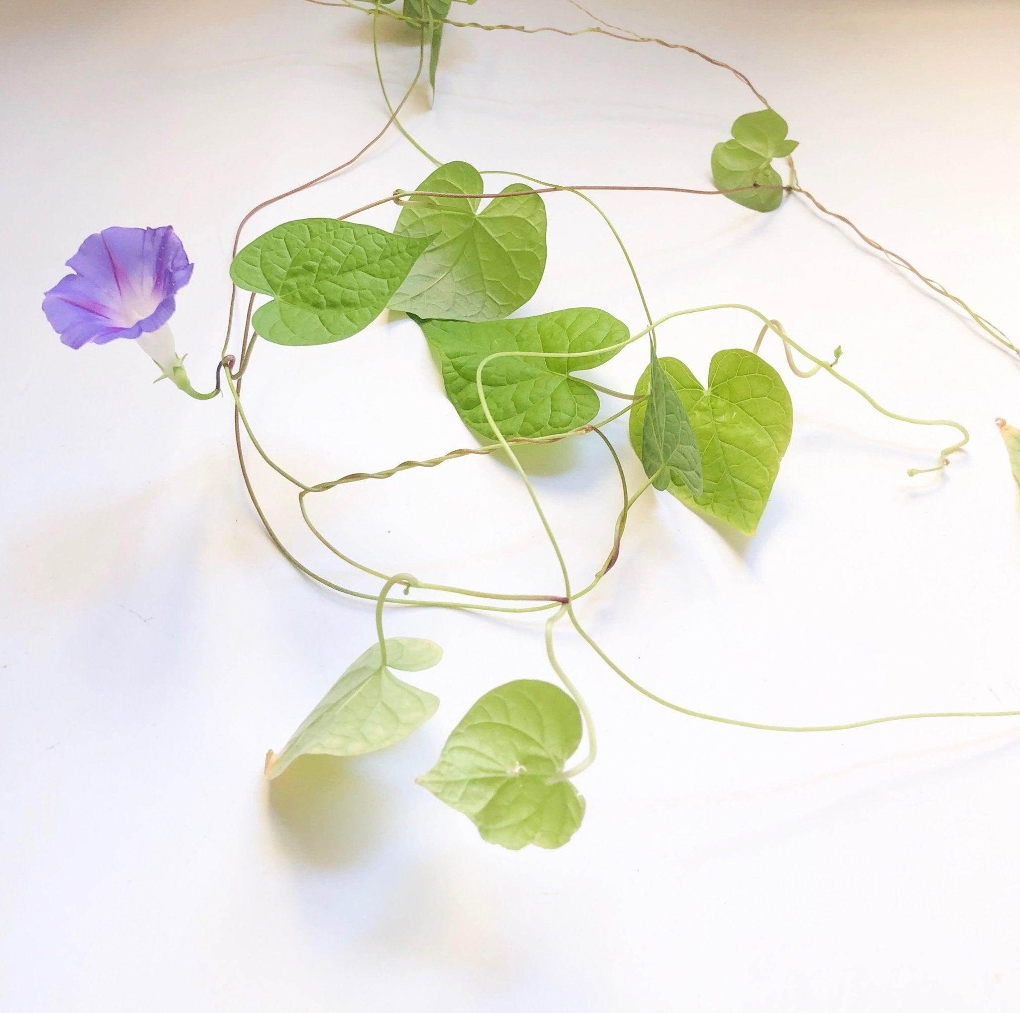 BĪJ Pens - Morning Glory - LEFT-HANDESIGN®