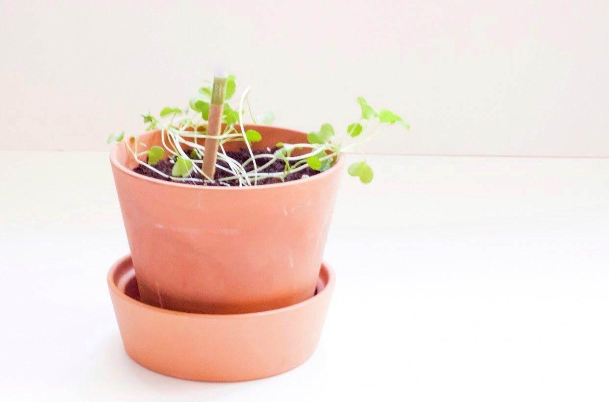 BĪJ Pens - Mustard - LEFT-HANDESIGN®